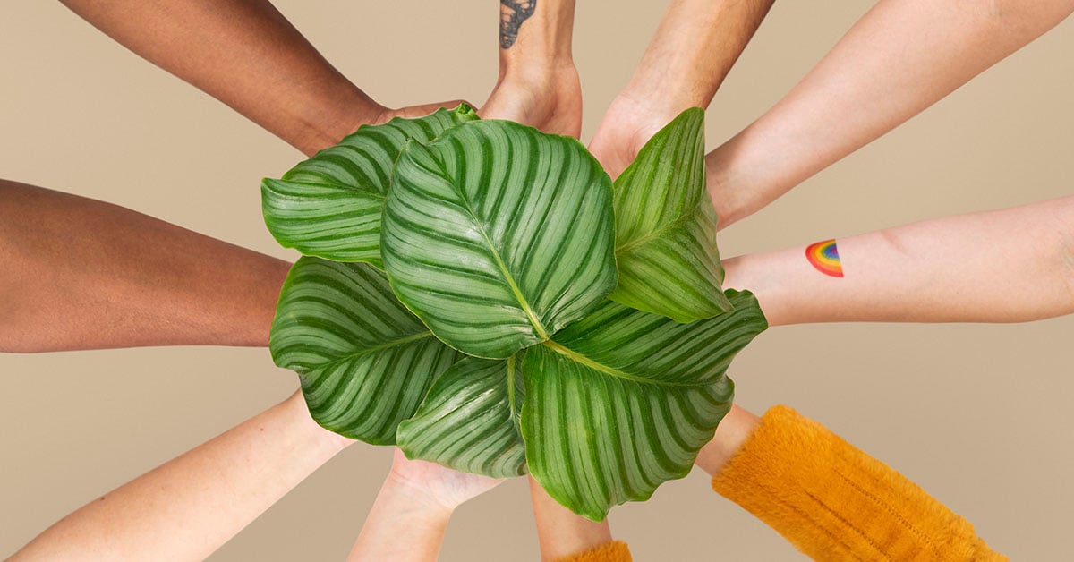 hands holding plant